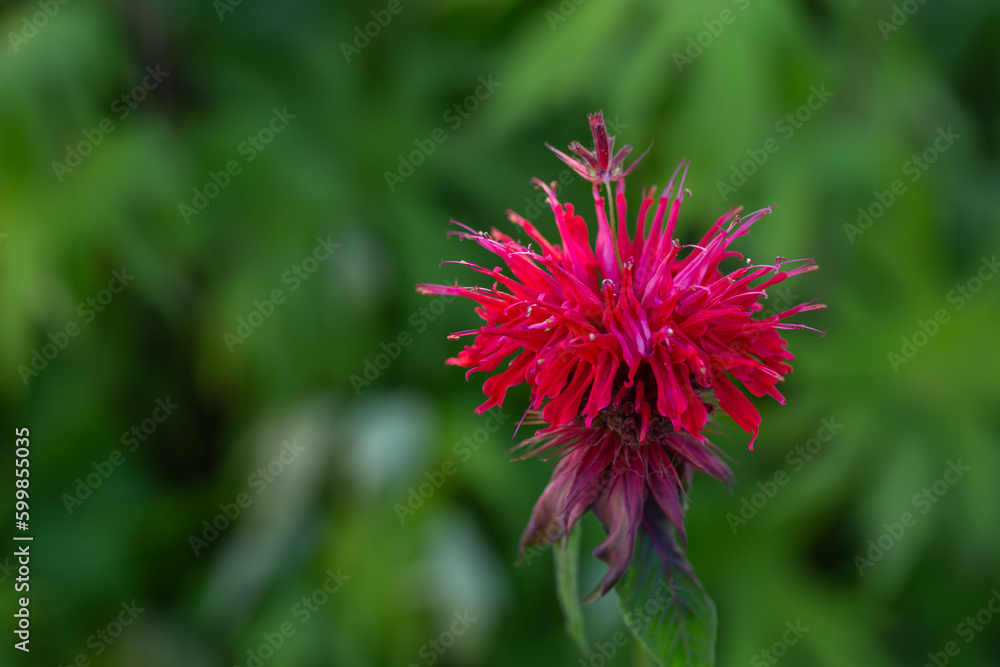 Blooming scarlet monarda didyma macro photography in a summer day. Beebalm flower with red petals close-up garden photo on a green background. Blooming Bergamot flowering plant floral background. Blooming scarlet monarda didyma macro photography in a summer day. Beebalm flower with red petals close-up garden photo on a green background. Blooming Bergamot flowering plant floral background.