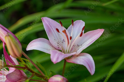 Tableau sur toile Blooming pink lily on a green background on a summer sunny day macro photography