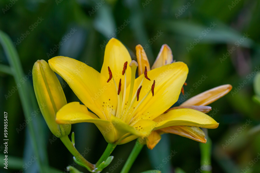 Fototapeta premium Blooming yellow lily in a summer sunset light macro photography. Garden lillies with bright orange petals in summertime, close-up photography. Large flowers in sunny day floral background.