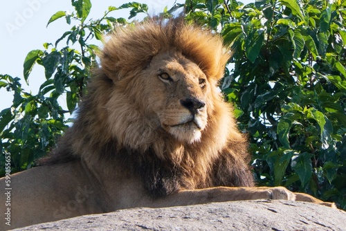 Lion in Serengeti