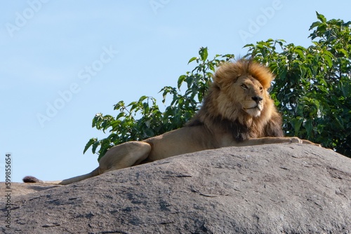 lion in Serengeti