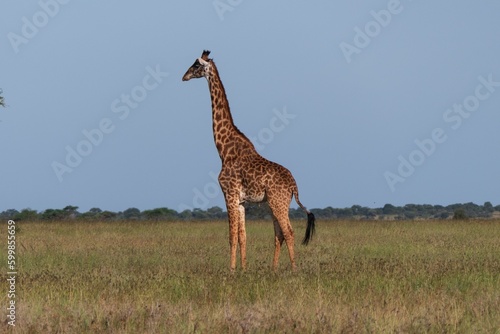 giraffe in the savannah