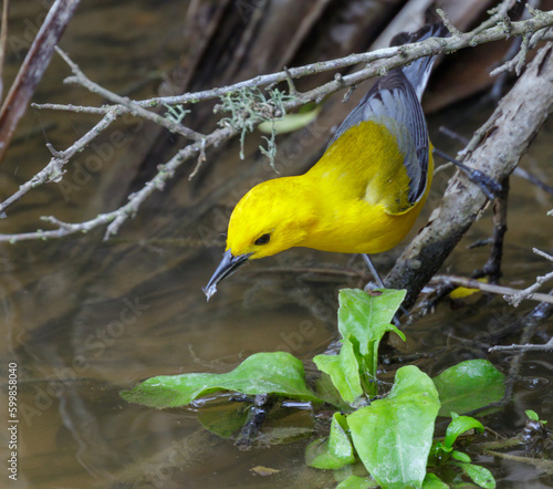 Prothonotary warbler (Protonotaria citrea) male during spring migration, Galveston, Texas, USA. photo