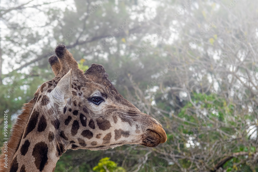 Obraz premium Giraffe Head