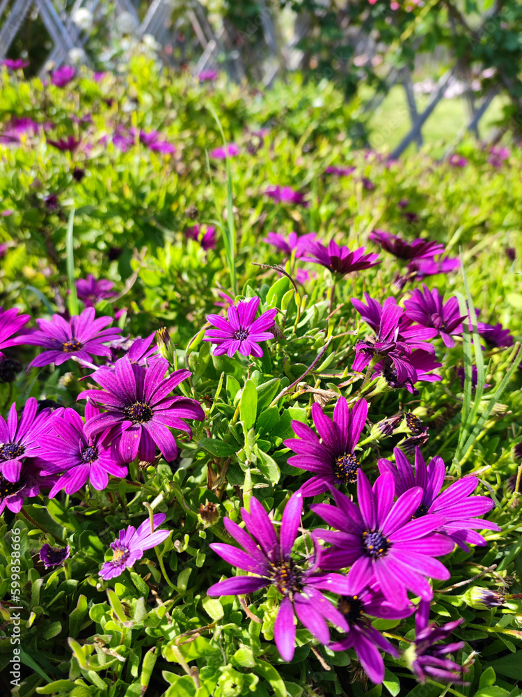 Fototapeta premium bonitas margaritas lilas en el jardin