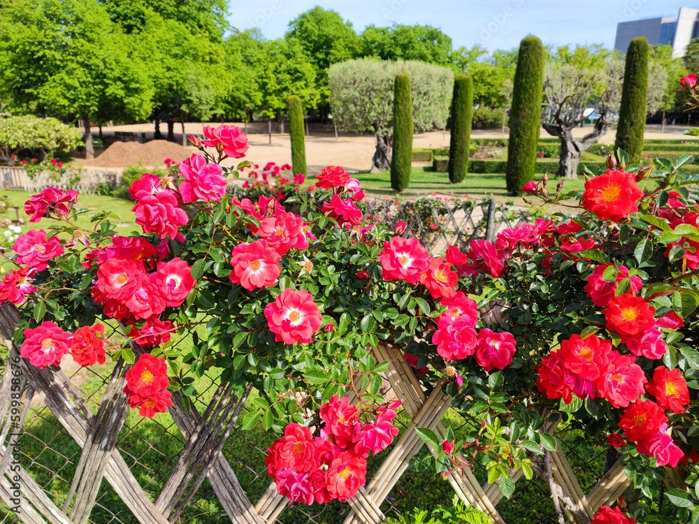 Fototapeta premium flores rojas en el jardin