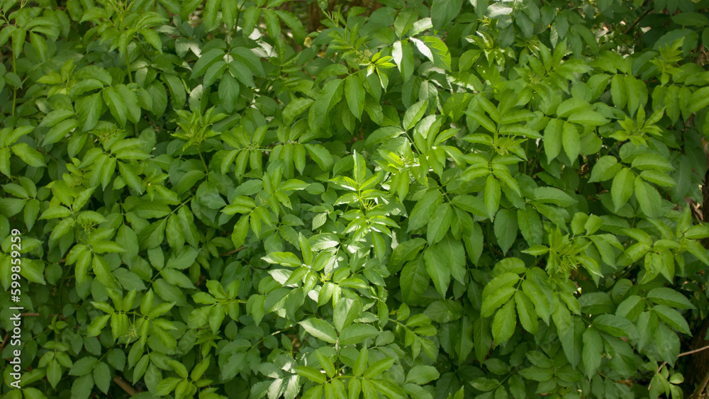 Hojas verdes en arbusto silvestre Hojas verdes en arbusto silvestre