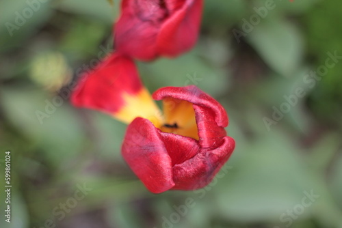 red tulip flower