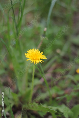 yellow dandelion flower