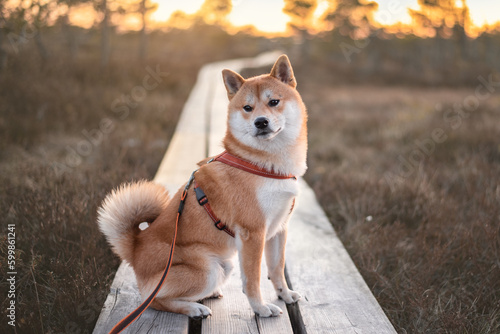 Obraz na plátně Red shiba inu dog is sitting on a wooden trail on a Great kemeri Bog, Latvia dur