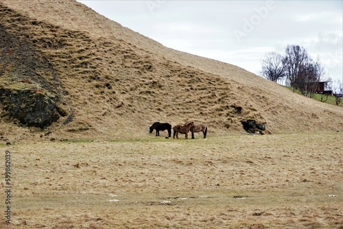 Obraz na płótnie konie islandzkie, islandia w salonie