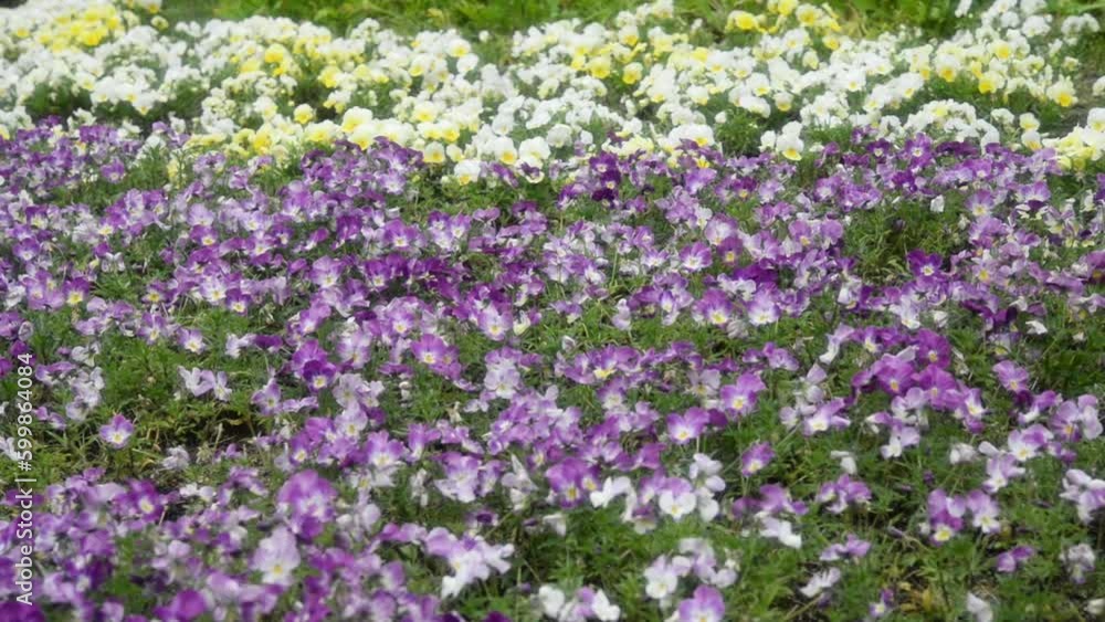 ビオラの花壇 ビオラの花壇