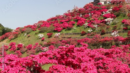 茨城県笠間市　ツツジ
