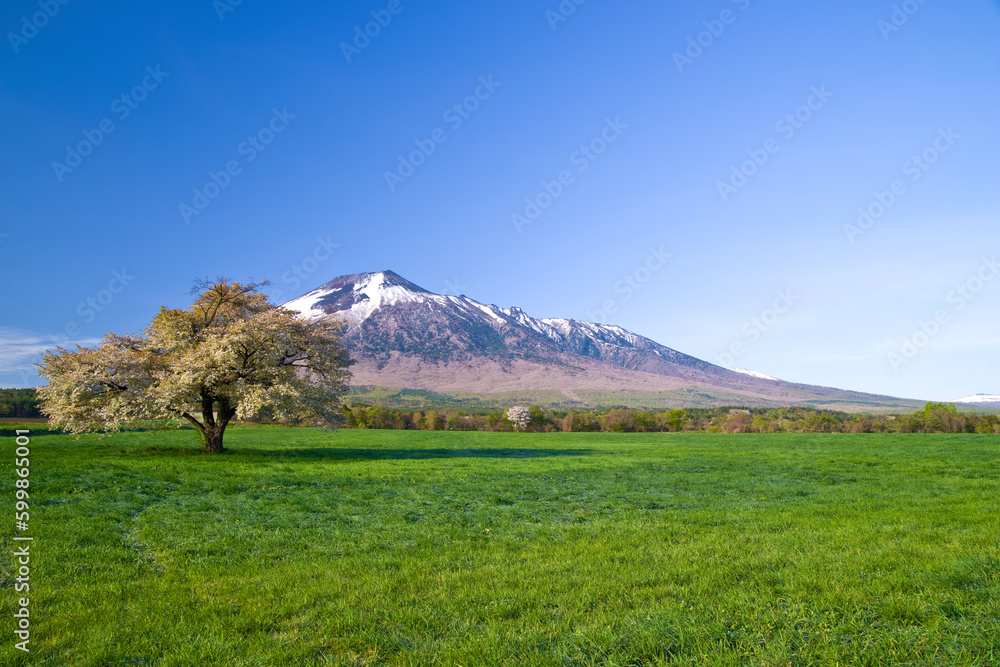 Fototapeta premium 日本、岩手、上坊牧野の一本桜