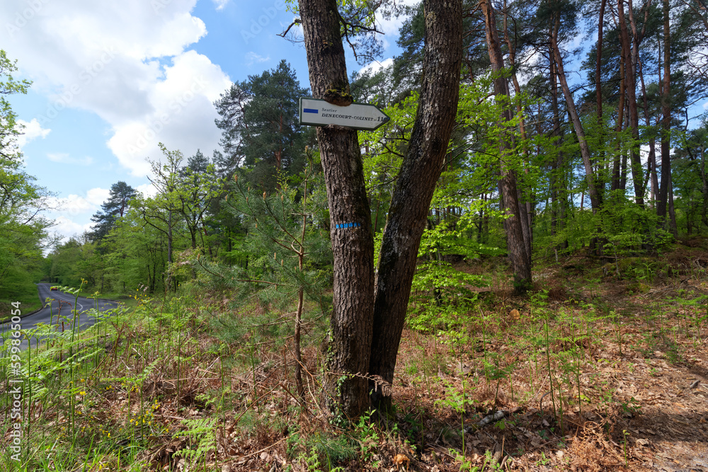 Fototapeta premium Denecourt path 11 in Fontainebleau forest