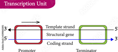 illustration vector  of Transcription Unit 