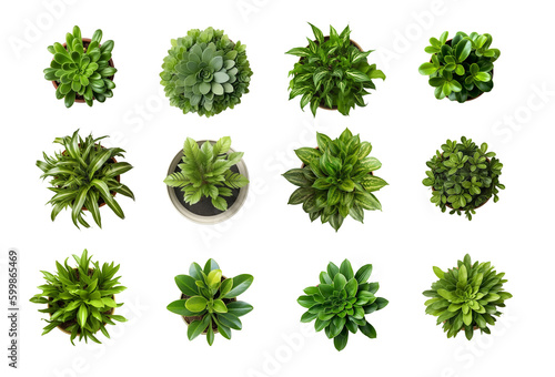 Set Of Various Potted House Plants. Top Plan View. Isolated Template For Interior Scene