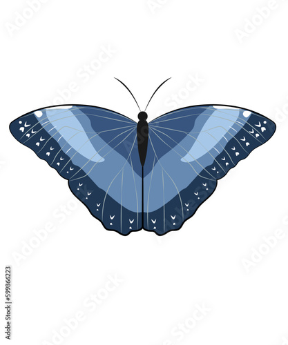 Ein Blick von oben: Die Schönheit eines blauen Schmetterlings in Illustration und Vektorgrafik