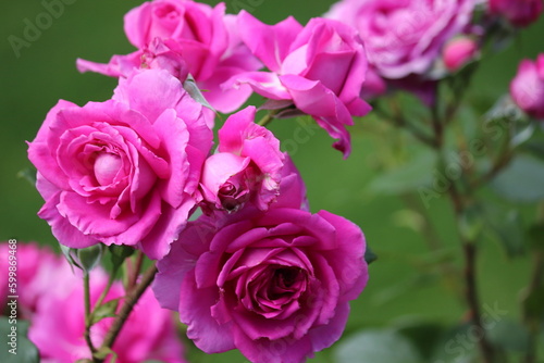 pink roses in garden © franky