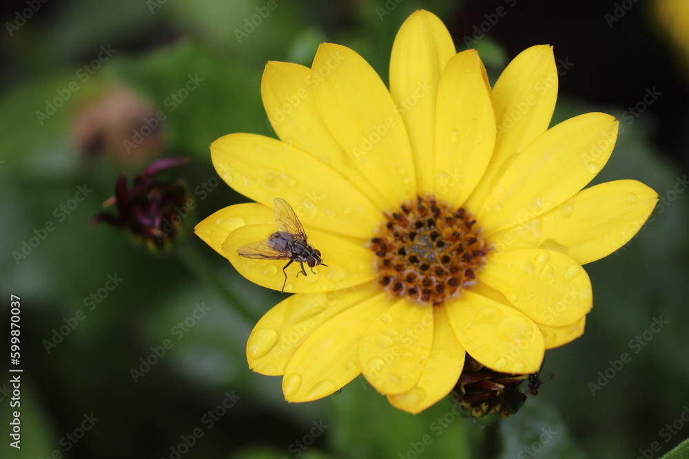 Obraz premium Fly on flower