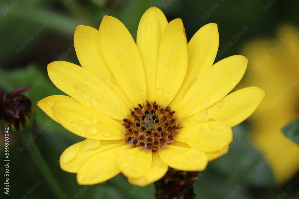 Obraz premium yellow flower