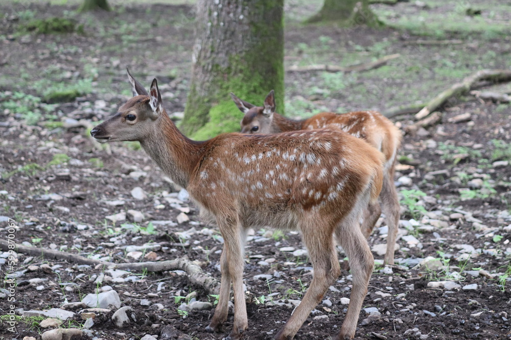 deer in the forest deer in the forest