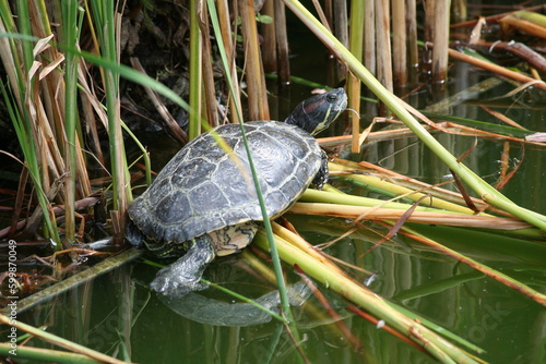 turtle in the grass near water