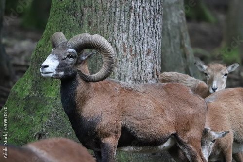 mouflon in the forest