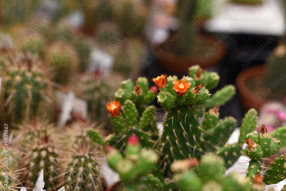 Cactus with orange flowers. Cactus flowering