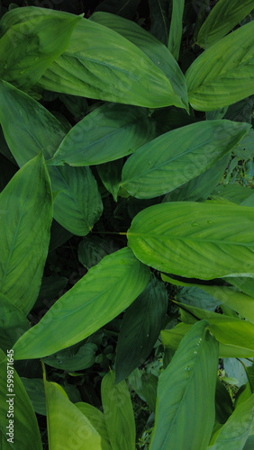 Maranta arundinacea, arrowroot plants, close-up view