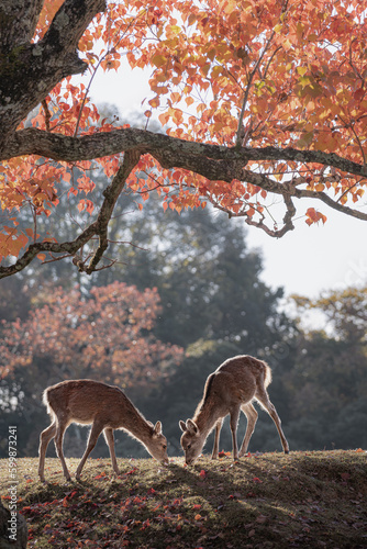 奈良 - 【奈良公園の鹿と紅葉】 © 潤 平川