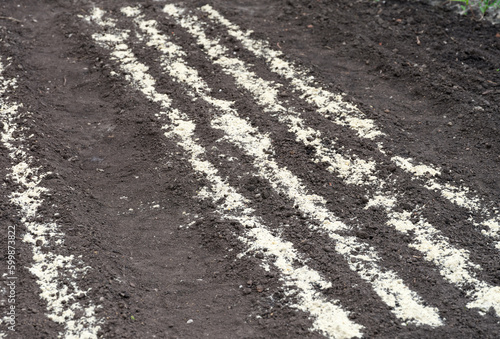 Spring seedbeds on soil. Rows of freshly planted plants. photo