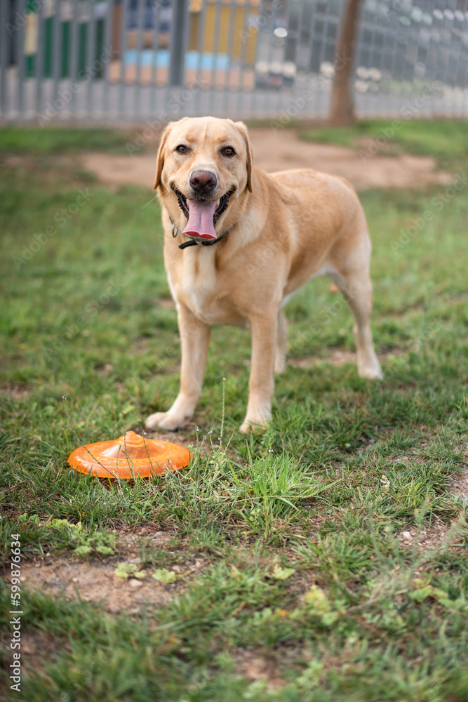 Labrador dog standing with his mouth open looking at the camera in the park with an orange frisbee on the grass near him.