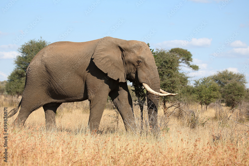 Afrikanischer Elefant / African elephant / Loxodonta africana Afrikanischer Elefant / African elephant / Loxodonta africana
