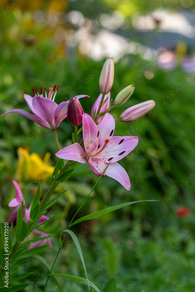 Fototapeta premium Blooming pink lily on a green background on a summer sunny day macro photography. Garden lillies with bright pink petals in summer, close-up photography.