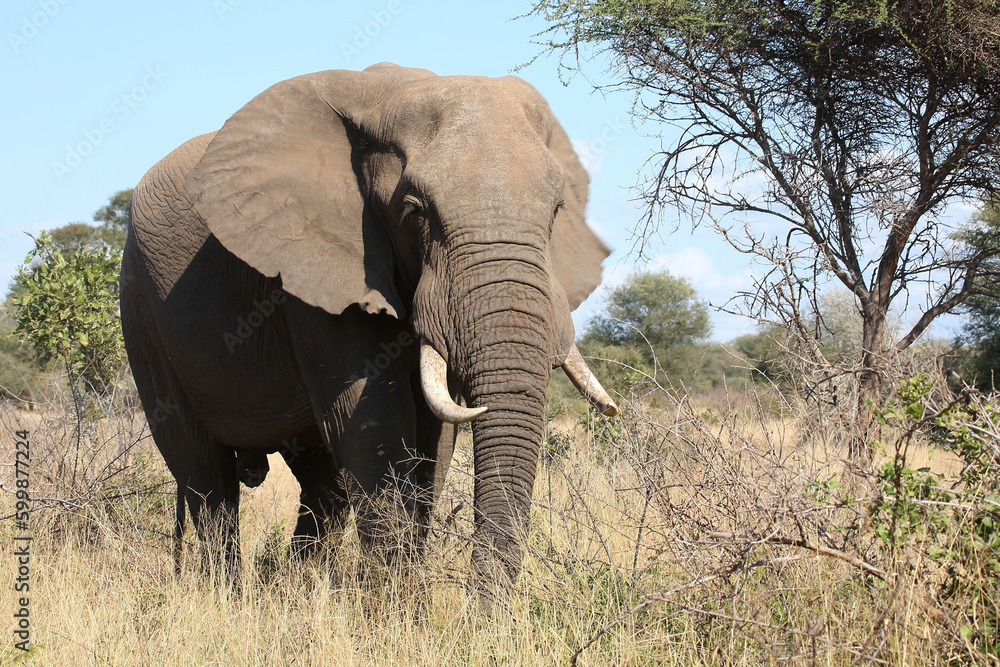 Fototapeta premium Afrikanischer Elefant / African elephant / Loxodonta africana