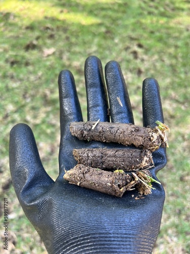 Closeup of landscaper holding three long, healthy cores with grass at tips after warm-season core aeration of lawn