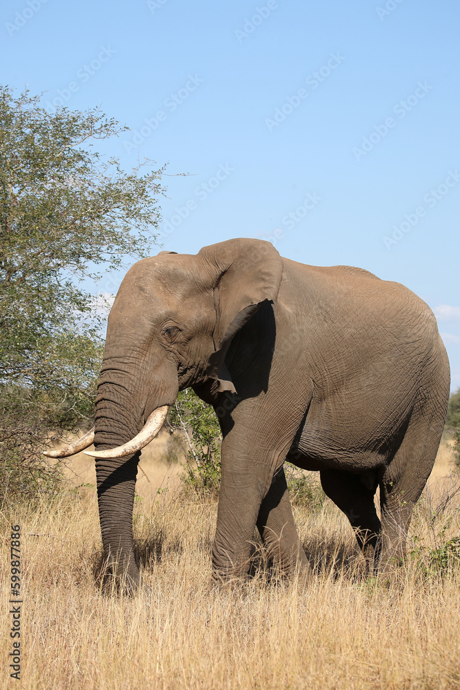 Fototapeta premium Afrikanischer Elefant / African elephant / Loxodonta africana