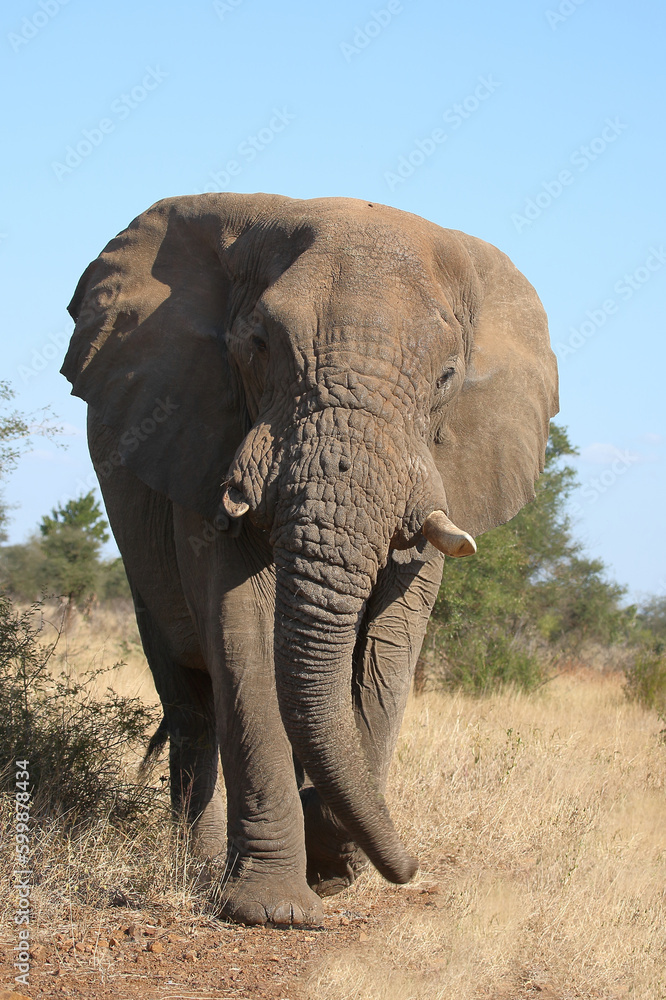 Fototapeta premium Afrikanischer Elefant / African elephant / Loxodonta africana