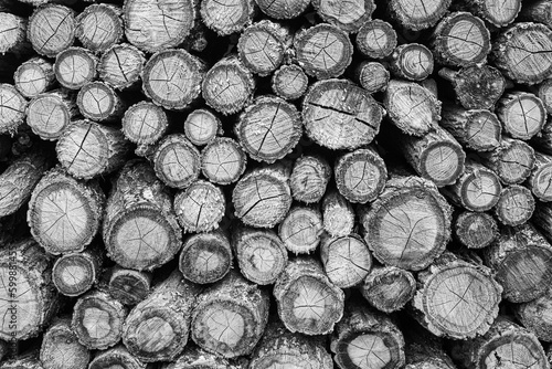 close-up of a pile of dried firewood