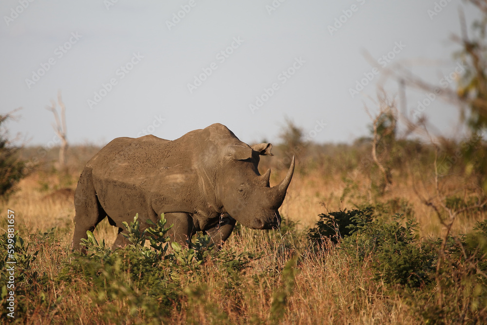 Breitmaulnashorn / Square-lipped rhinoceros / Ceratotherium simum Breitmaulnashorn / Square-lipped rhinoceros / Ceratotherium simum