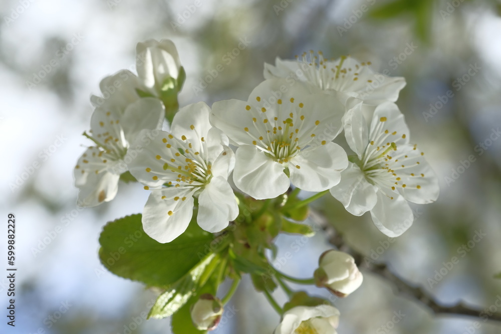 White apple blossoms illuminated by the sun. White apple blossoms illuminated by the sun.
