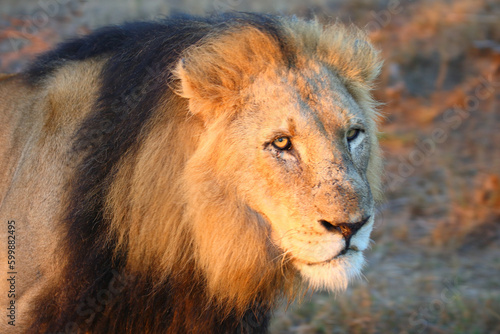 Fototapeta Naklejka Na Ścianę i Meble -  Afrikanischer Löwe / African lion / Panthera leo.