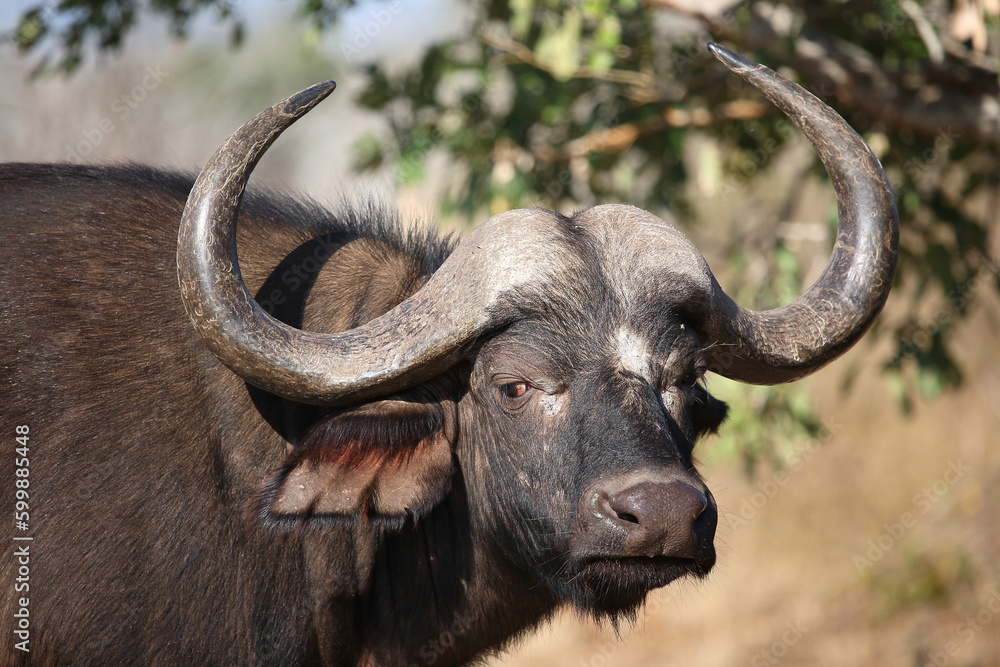 Kaffernbüffel / African buffalo / Syncerus caffer Kaffernbüffel / African buffalo / Syncerus caffer