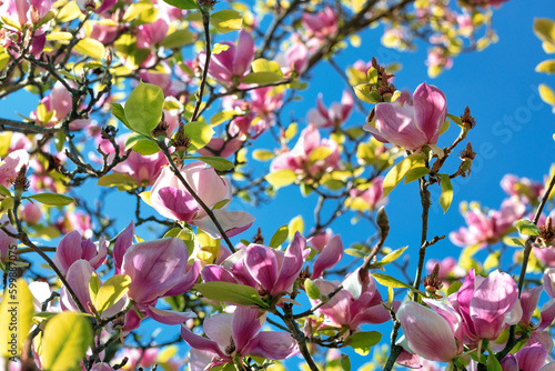 Branches of blooming magnolia with large pink buds on a blue blurred sky background.