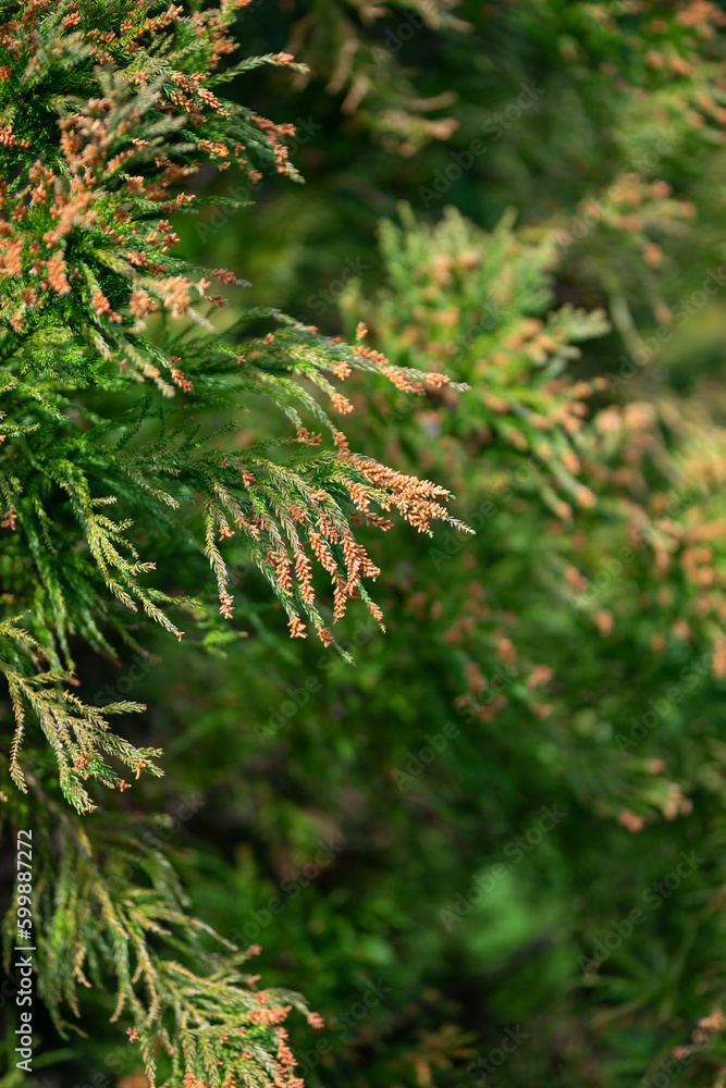 杉の花 杉の花