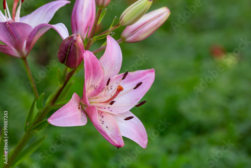 Photographie Blooming pink lily on a green background on a summer sunny day macro photography