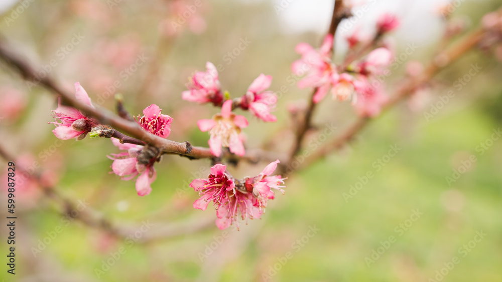 Pink Peach tree flower blossom in the countryside during Spring season Pink Peach tree flower blossom in the countryside during Spring season