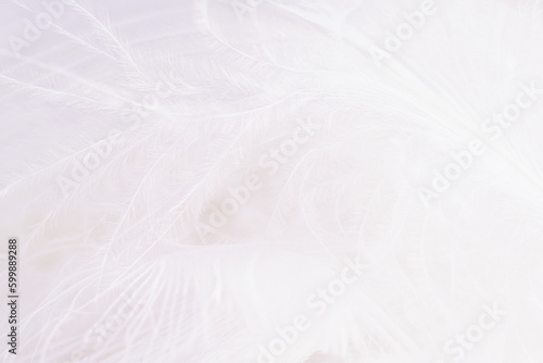 White feathers in soft and blur style for background, macro shot. © Tetiana