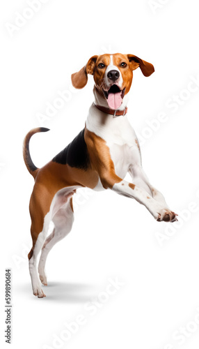 American Foxhound on a transparent background.
